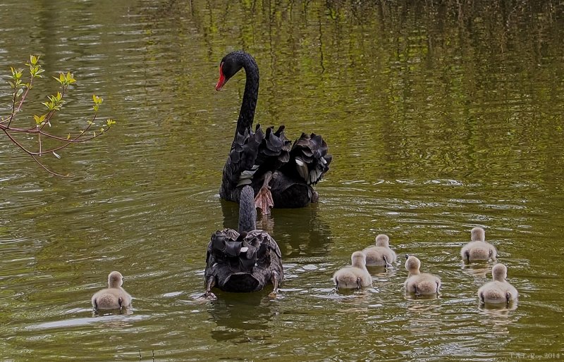 Swan Family