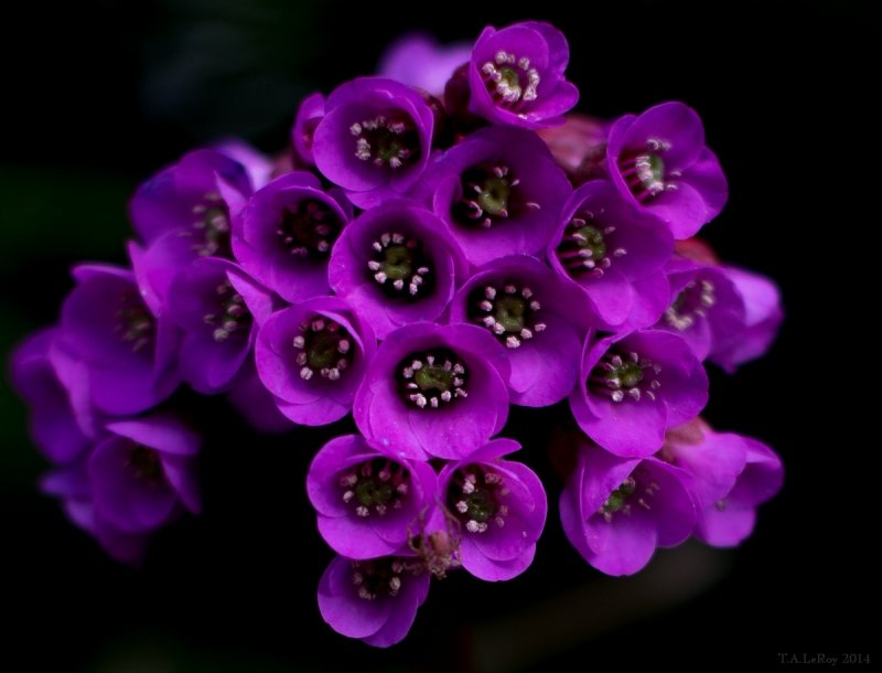  Bergenia