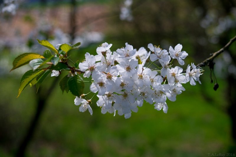 Cherry Blossoms 