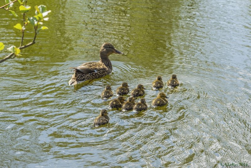 Swim Lessons for Ten