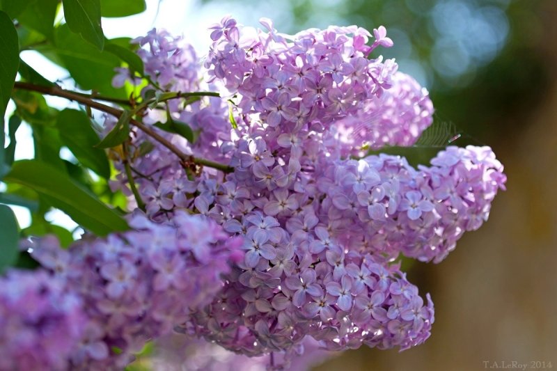  Smell the Lilac