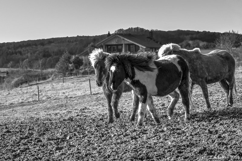 Ranch Ponies   (Icelandic) 