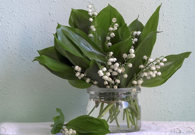 Lily of the Valley Still