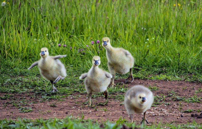 The Gosling Gang