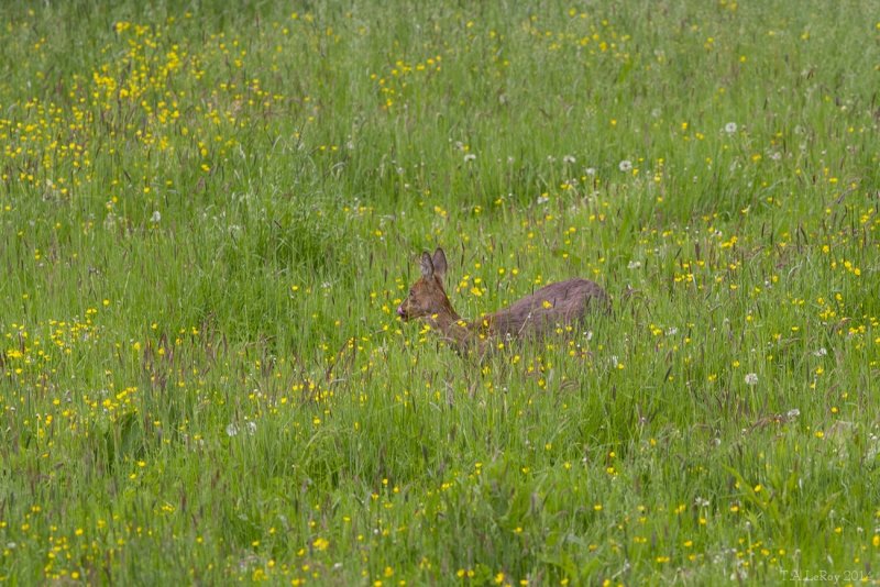 Spotted in the Meadow