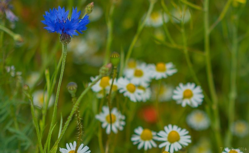 May Field Flowers