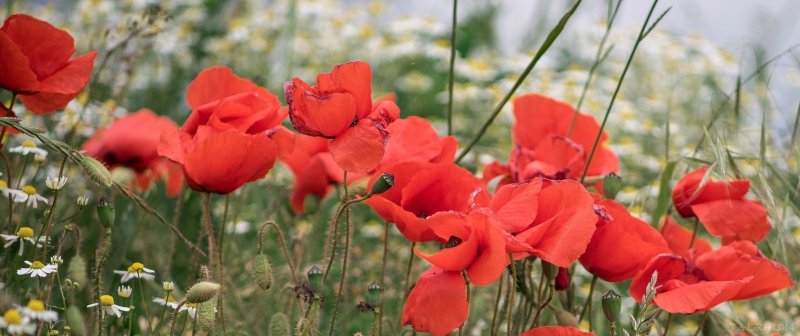 Poppy Pano