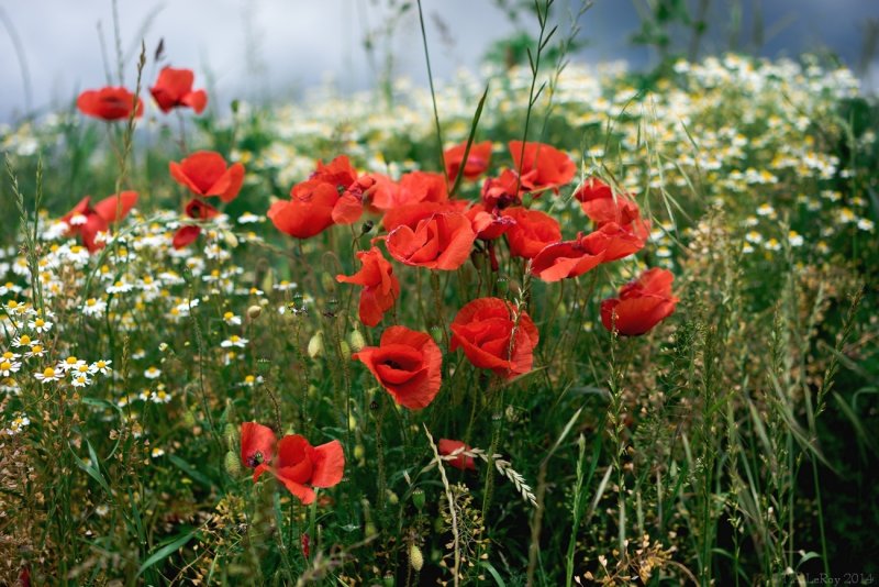 Poppies and Camomiles