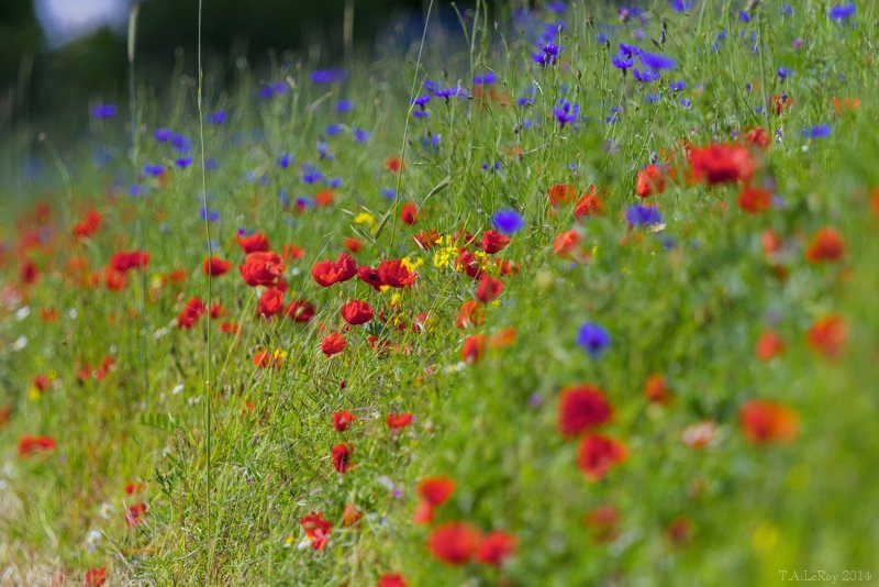 Poppies and Cornflowers