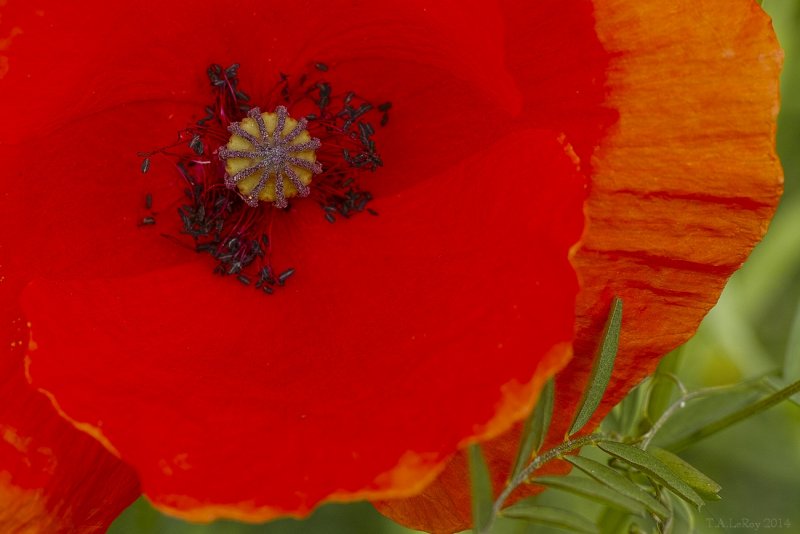 The Heart of the Poppy