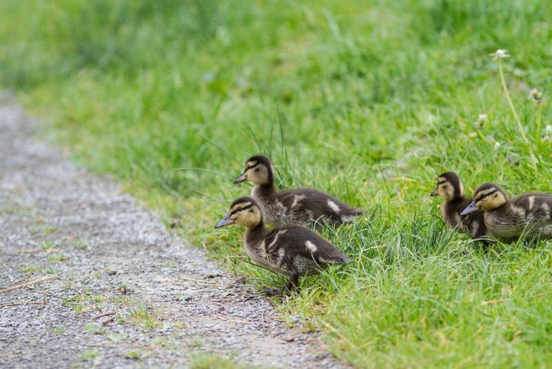 Crossing the Road