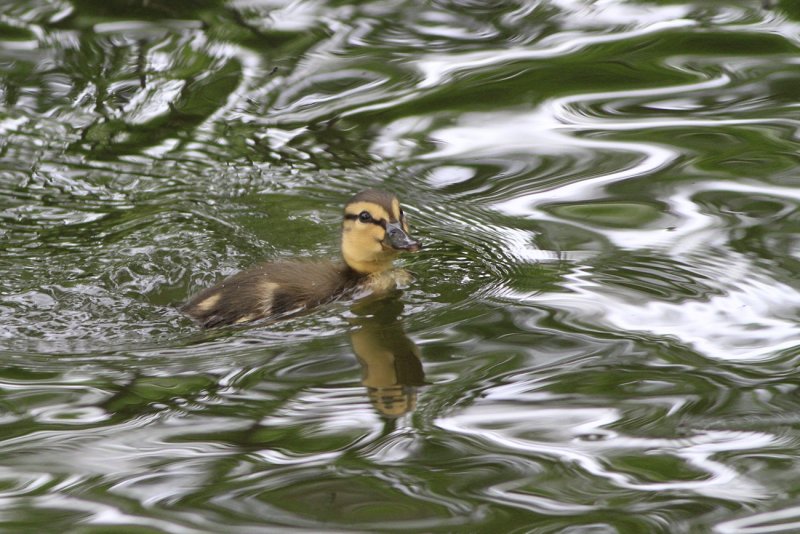 In the Water