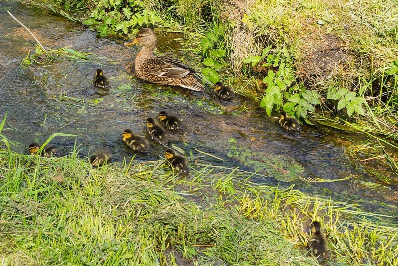 Mom Leading the Ducklings up the Stream