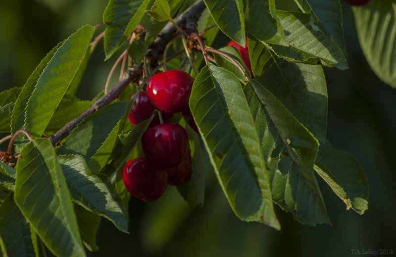 Neighbor's Cherries