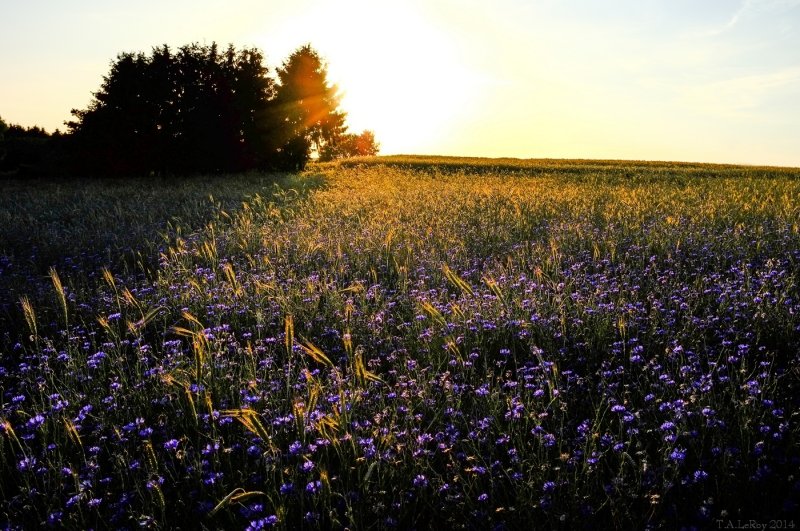 Evening Light