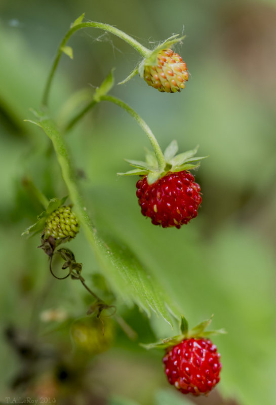 Woodland Strawberries