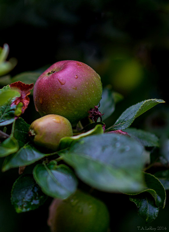 Our Apples