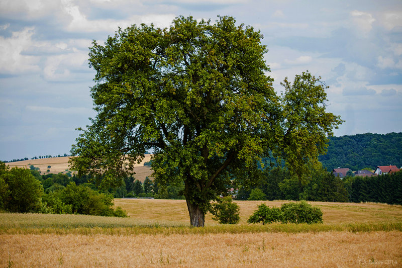 The Old Pear Tree in June