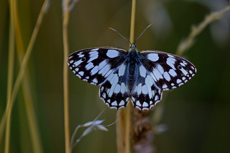 Marbled White.