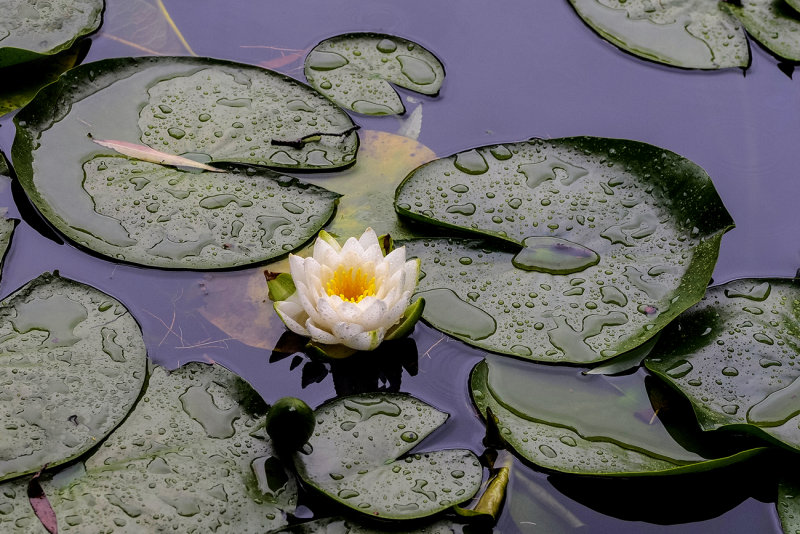 White Pond Lily 