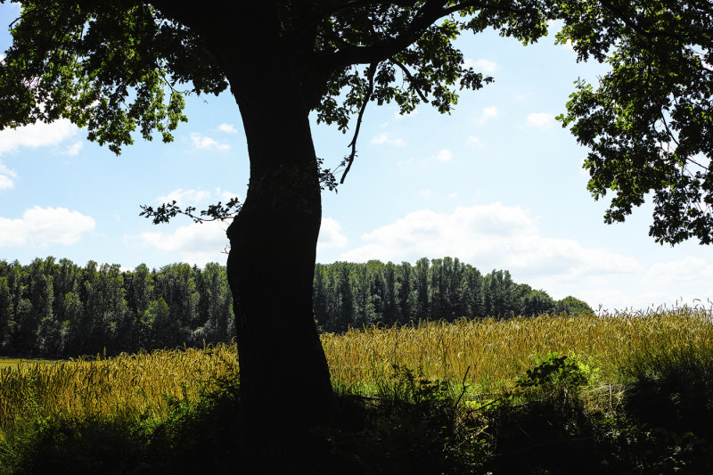 Shade Tree