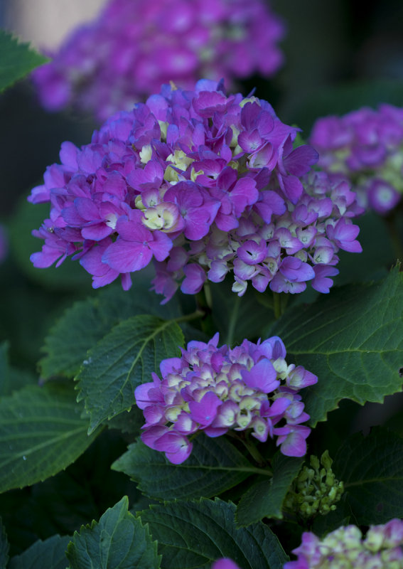 Hydrangea in Blue