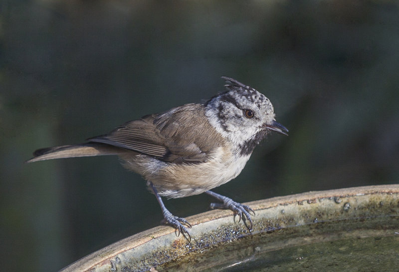 European Crested Tit