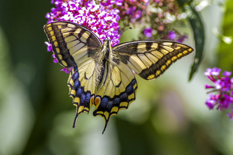 Swallowtail