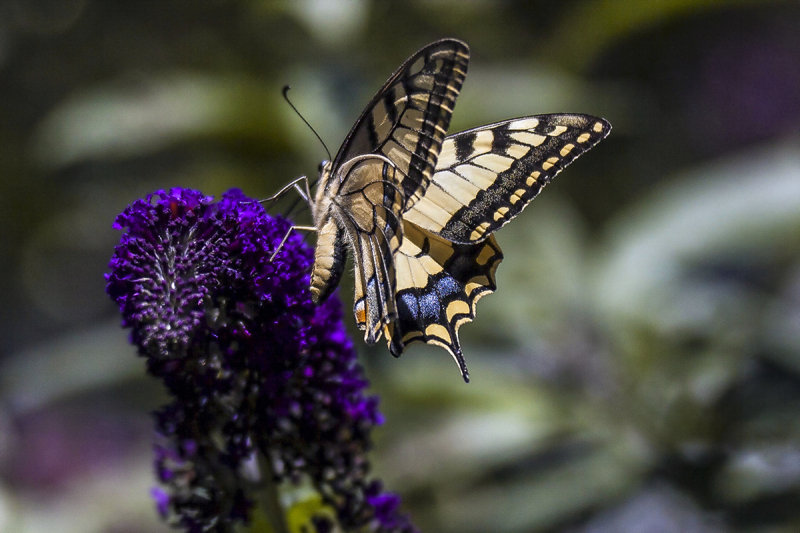 Swallowtail 