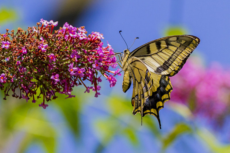 Swallowtail 