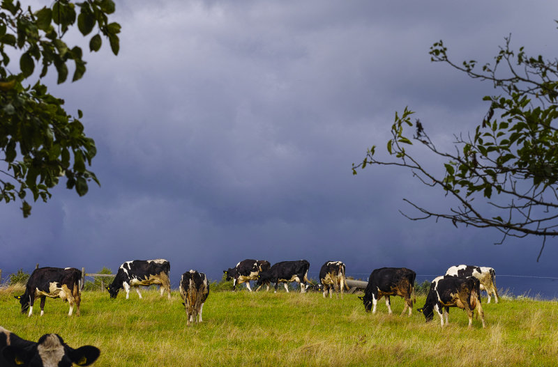 Storm Cows