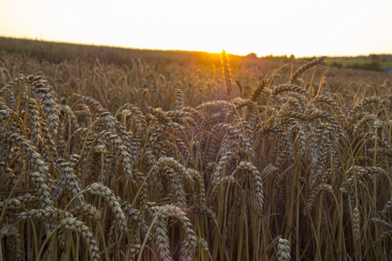 Sundown over the Wheat Field