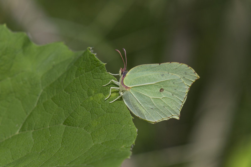 Common Brimstone (Gonepteryx rhamni - Zitronenfalter)