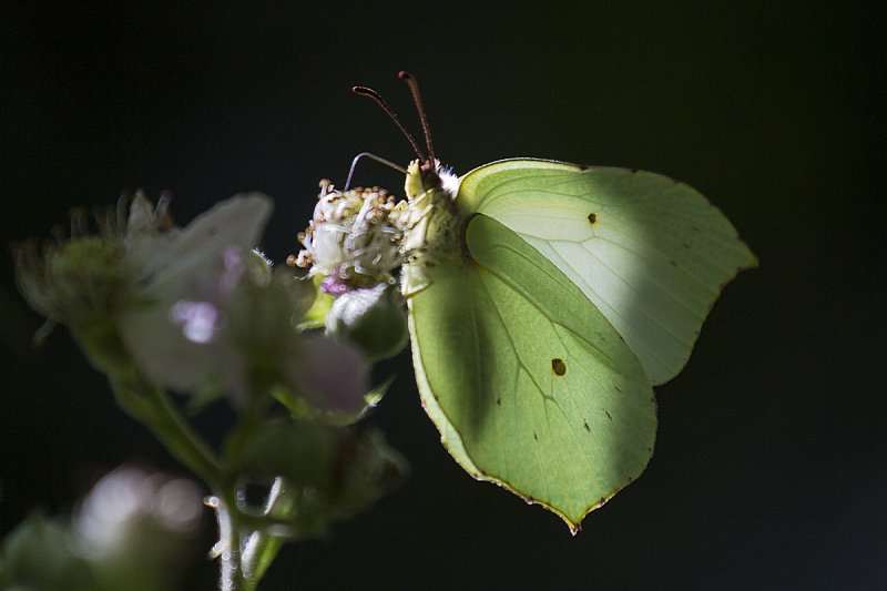 Common Brimstone (Gonepteryx rhamni - Zitronenfalter)