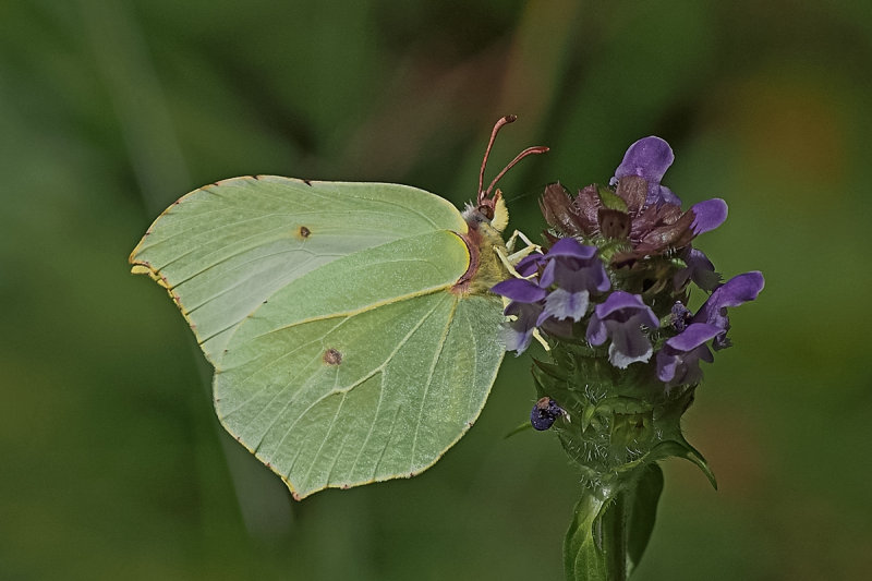 Common Brimstone (Gonepteryx rhamni - Zitronenfalter)