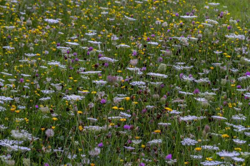 Wild Flower Field
