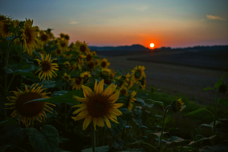 Sunflowers at Sundown 