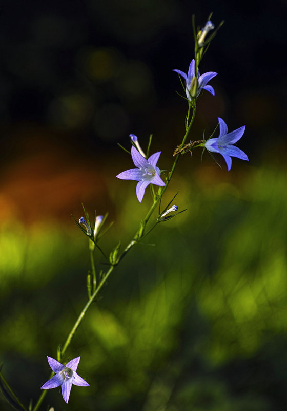 Spreading Bellflower