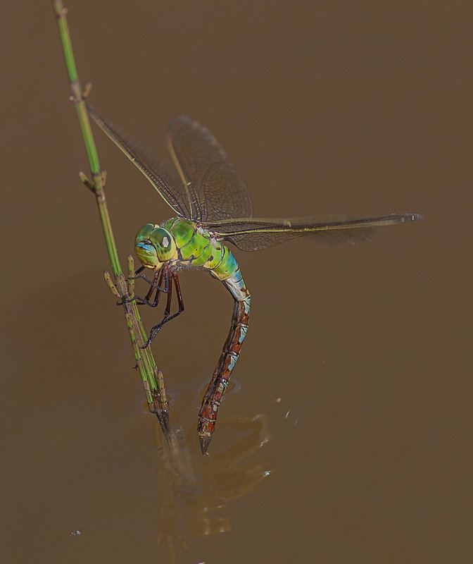 Emporer Dragonfly Female