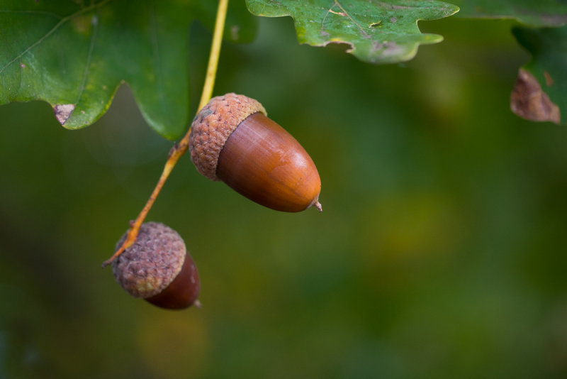 Acorns