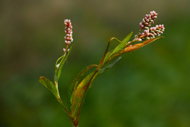 Smartweed