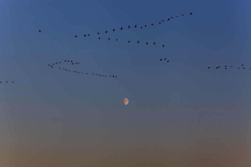 Cranes over the Moon