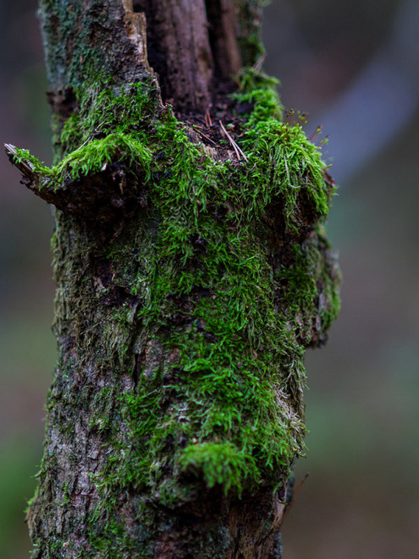 Mossy Face