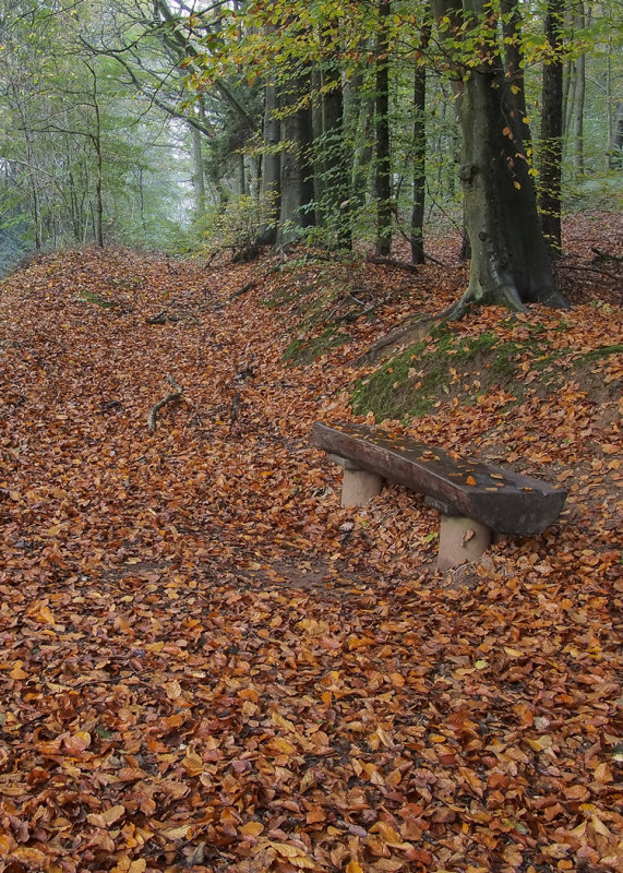 Leafy Path