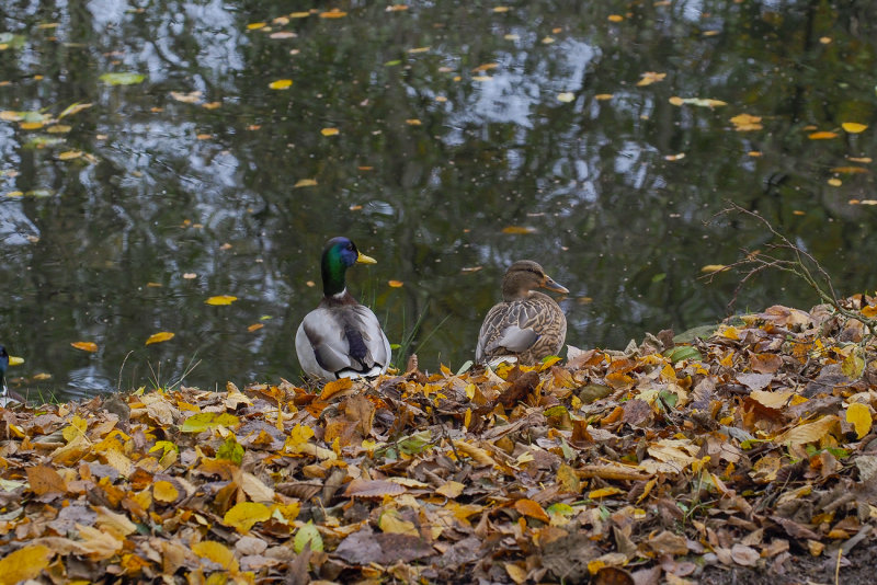 In the Leaves