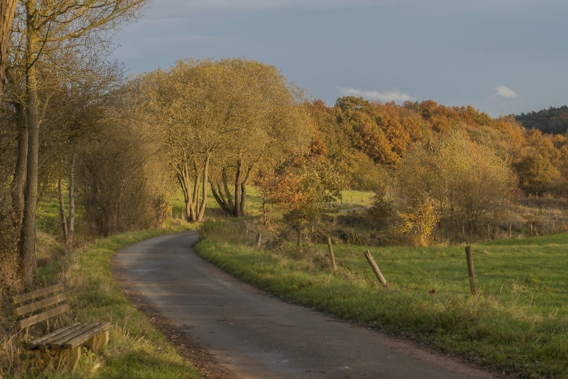 Late Afternoon Light