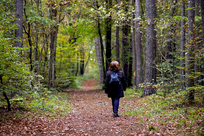 Walk in the Woods