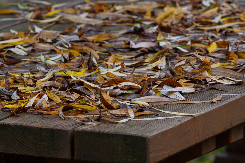 Willow Leaves 