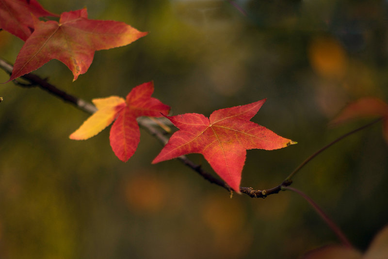 Maple Leaves  