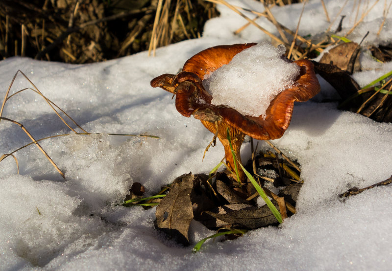 Frozen Mushroom